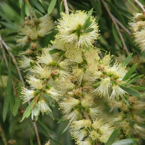 Tyčinkovec sieberov (Callistemon sieberi) ´WIDDICOMBE GEM´ - výška 40-60 cm, C3L, bielo-žltý